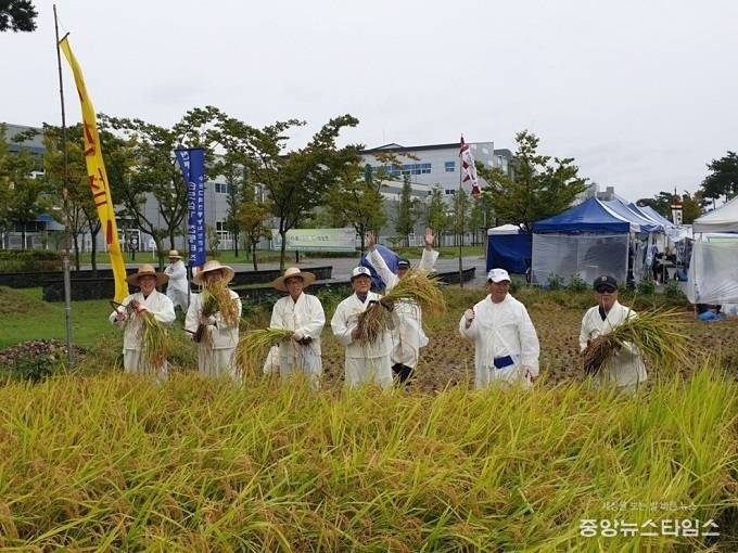 옛살비 논빼미 가을걷이 행사 모습. (사진=권선구청)