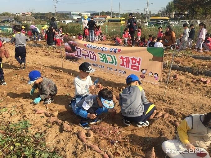 고색동 휴경지에서 어린이집 원아들이 흙을 만지며 고구마를 캐고 있다. / 사진=권선구청