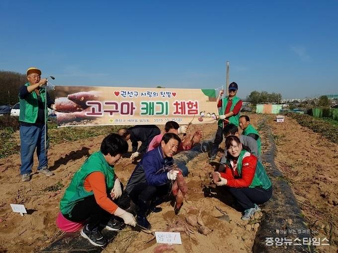 이택용 권선구청장이 참가자들과 밭에 들어가 흙을 만지며 고구마를 캐고 있다. / 사진=권선구청