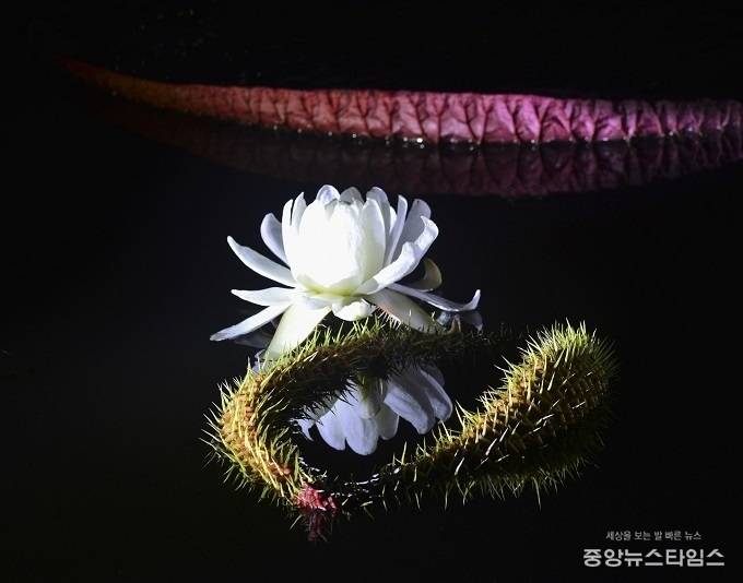 빅토리아 연꽃. (시흥시 제공)