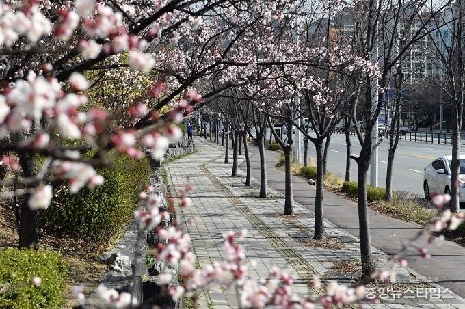 수원시 권선2동 공동주택단지 주변에 조성된 자전거도로에 봄을 알리는 꽃이 피었다.(수원시 제공)