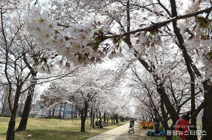 황구지천 왕벚나무길 전경.(수원시 제공)