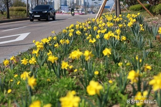 서둔교차로 교통섬에 식재된 수선화.(수원시 제공)