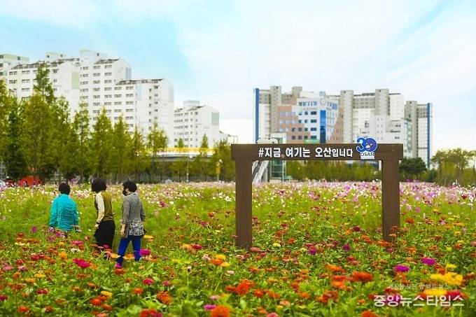 오산대역 앞에 만발한 코스모스. (사진 = 오산시)
