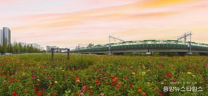 오산대역 앞에 만발한 코스모스. (사진 = 오산시)
