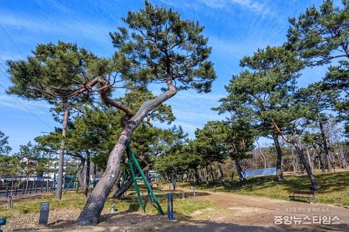 겨울철에도 소나무가 녹음을 자랑해 계절을 잊게 하는 노송공원.(수원시 제공)
