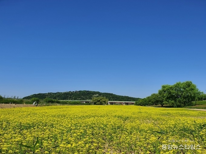 유채꽃 문화축제가 개최되는 창릉천 유채꽃밭.(고양시 제공)