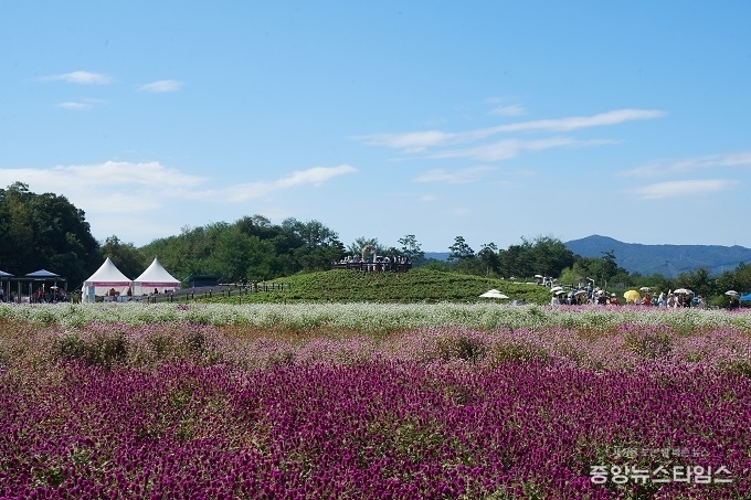 청명한 하늘과 신선한 바람이 부는 28일 양주 천만송이 축제가 열리는 나리농원에 많은 시민이 찾아 즐기고 있다.(사진=양주시)