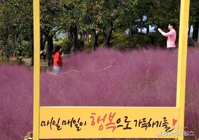 갯골생태공원 핑크뮬리 포토스폿에서 방문객들이 사진을 찍고 있다.(시흥시 제공)