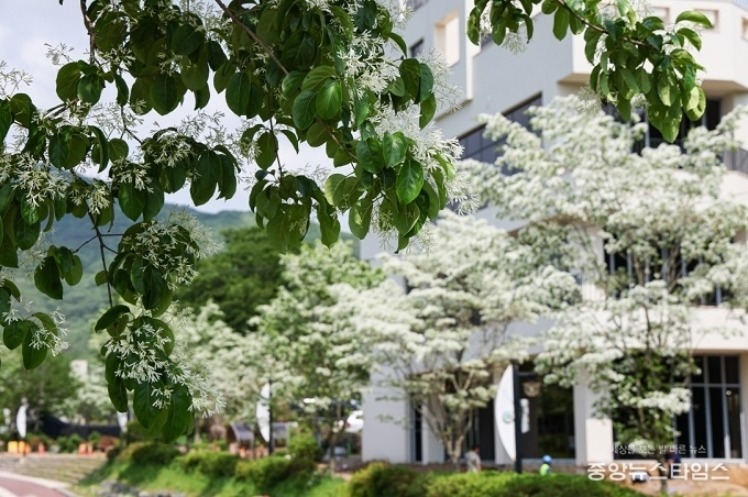 의왕 왕곡천 산책로 이팝나무.(의왕시 제공)