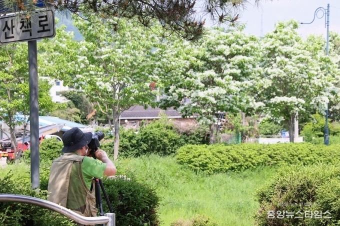 의왕 왕곡천 산책로 이팝나무.(의왕시 제공)