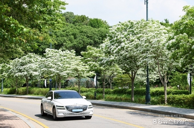의왕 왕곡천 산책로 이팝나무.(의왕시 제공)