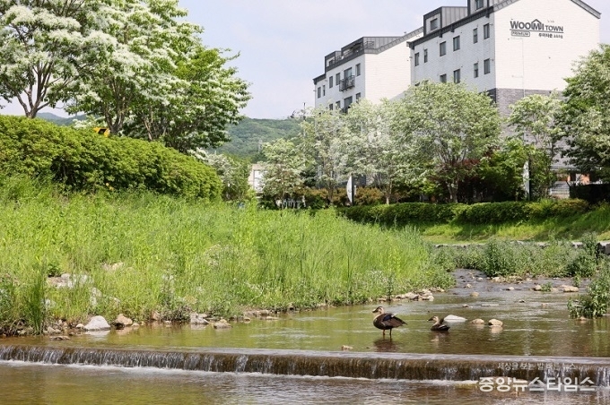 의왕 왕곡천 산책로 이팝나무.(의왕시 제공)