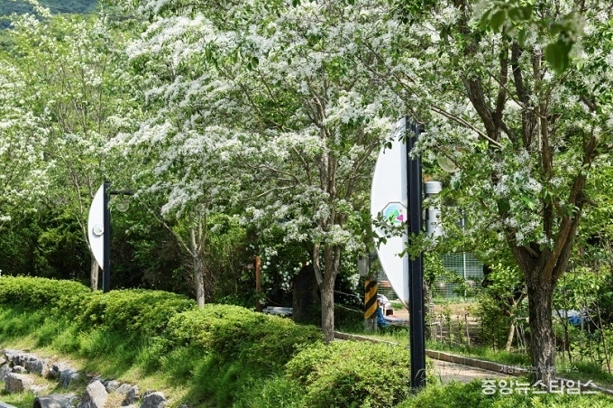 의왕 왕곡천 산책로 이팝나무.(의왕시 제공)