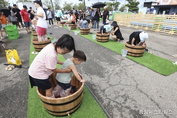 포도밟기 행사를 체험.(화성시 제공)