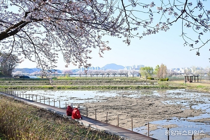 시흥 연꽃테마파크