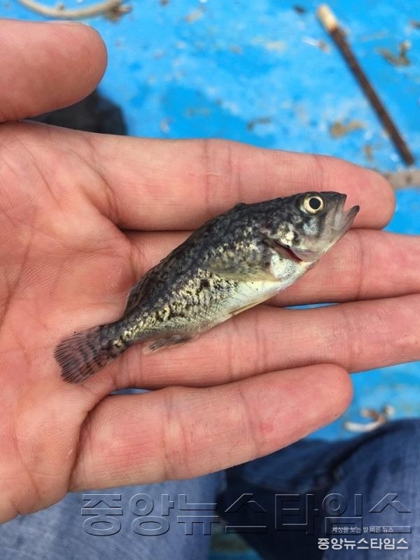 3-3. 조피볼락.jpg