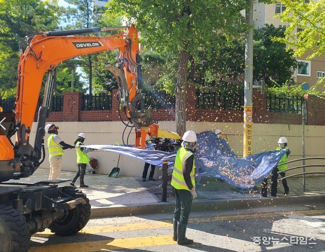 거리환경 개선 은행나무 열매 조기 채취