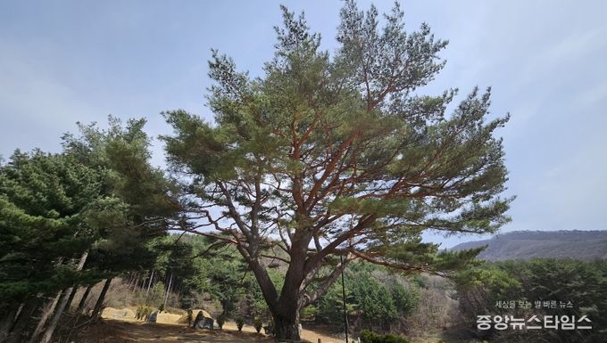 정선군 남면 문곡리 300년 소나무, 산림청 ‘2025 올해의 나무’선정