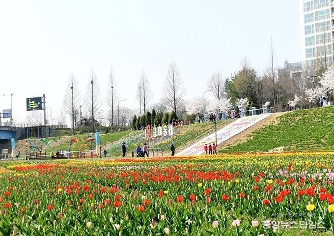 파주 금촌 공릉천에 14만송이의 튤립이 만개해, 시민들에게 큰 즐거움을 선사하고 있다. / 사진제공=파주시