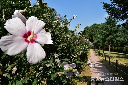 산림유전자원부 무궁화 꽃길.JPG