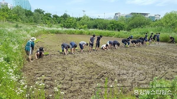 수원시, 일월저수지 내 논습지에서 전통 손 모내기 행사 열어.jpg