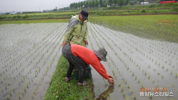 2-1.왕우렁이를 논에 투입하고 있는 농민들.JPG