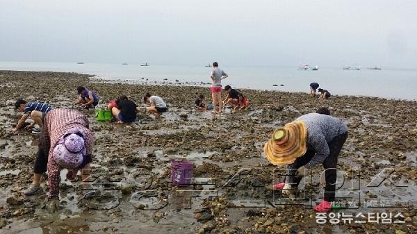 2-2. 국화도 갯벌체험.jpg