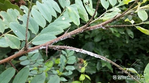 2-1. 미국선녀벌레 및 피해사진.jpg