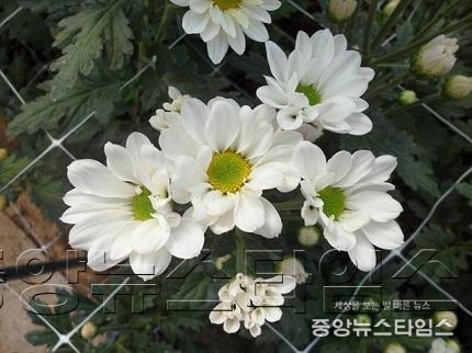 국화신품종사진1.jpg