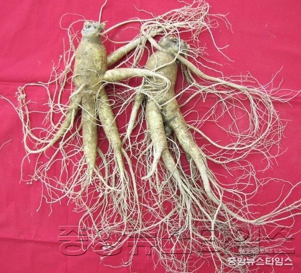 4. K-1 인삼.JPG