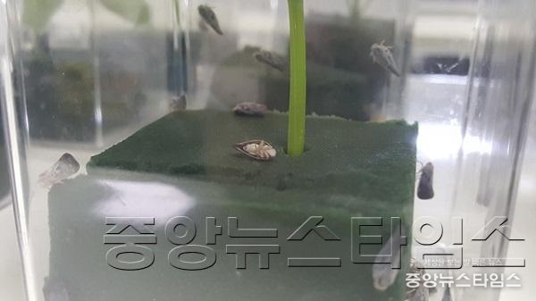 미국선녀벌레 방제용 유기농업자재 선발 모습1.jpg