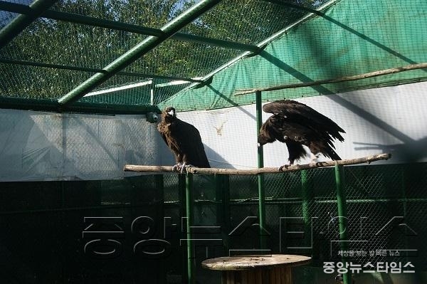 독수리.JPG.jpg