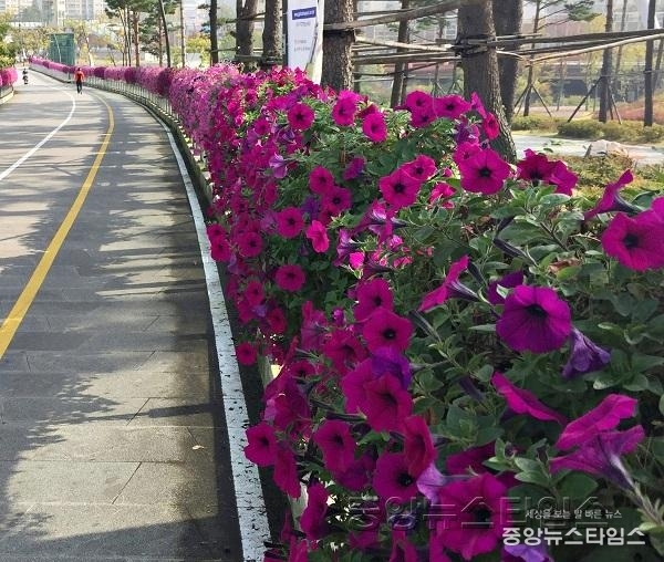 수원시, 광교호수공원에 _4색 테마꽃길_ 만든다.JPG