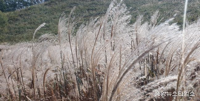 가을의 절경 포천에서 즐기는 '제26회 포천 산정호수 명성산 억새꽃 축제 개최'
