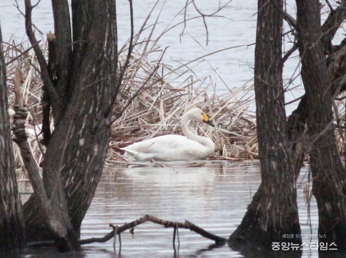 의왕 조류생태과학관, 천연기념물 '큰고니' 포착
