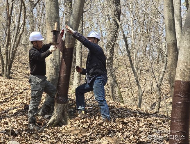 끈끈이 트랩 설치 작업 중