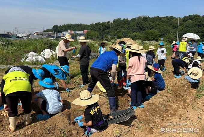 신현동, 포리초 학생들과 감자 캐기 체험...농업 중요성 일깨워
