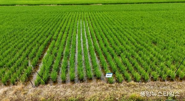 여주시, 차세대 대표 벼 품종 개발 순항
