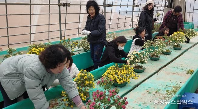 평택시 생활개선회 국화 분재 교육 작품전시회 개최