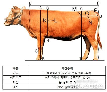체형 형질 측정 기준