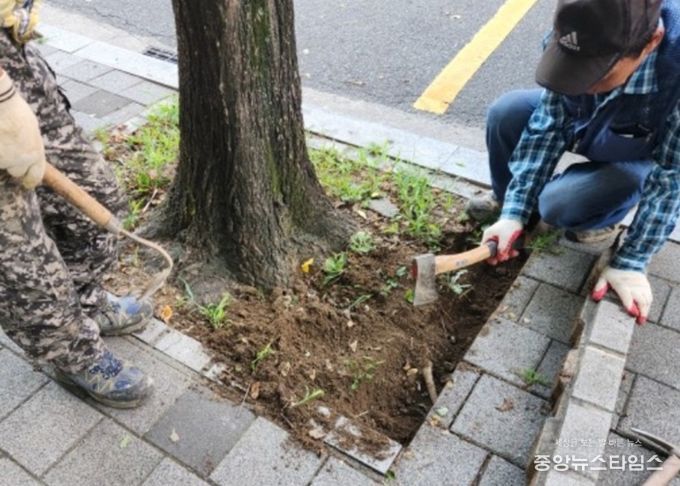 고양시 일산서구, 가로수 보호틀 정비로 보행 안전 강화