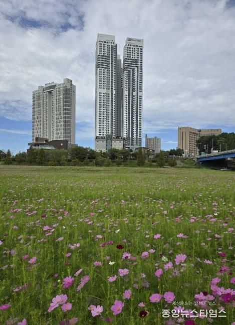 여주시민공원 경관농업단지 , 가을빛 물든 코스모스 대향연