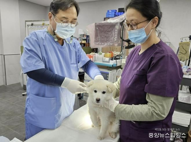 용인특례시가 하반기 광견병 예방접종을 실시한다.