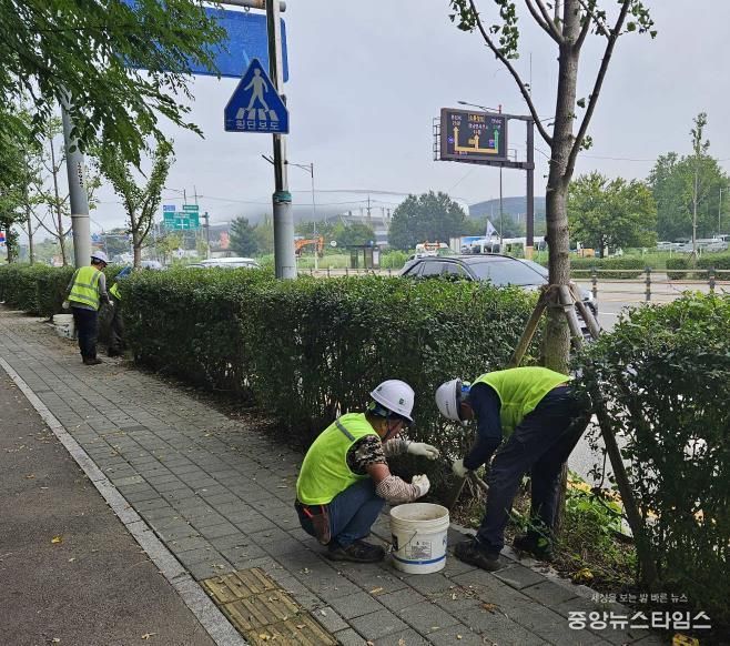 화성특례시 관계자가 향남 택지 내 가로수에 토양 개량 작업을 하고 있다