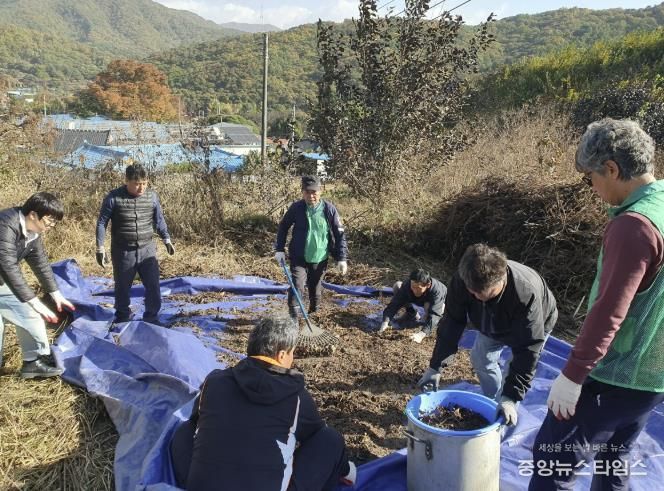 동두천시 보산동 새마을지도자협의회, 휴경지 텃밭 들깨 수확