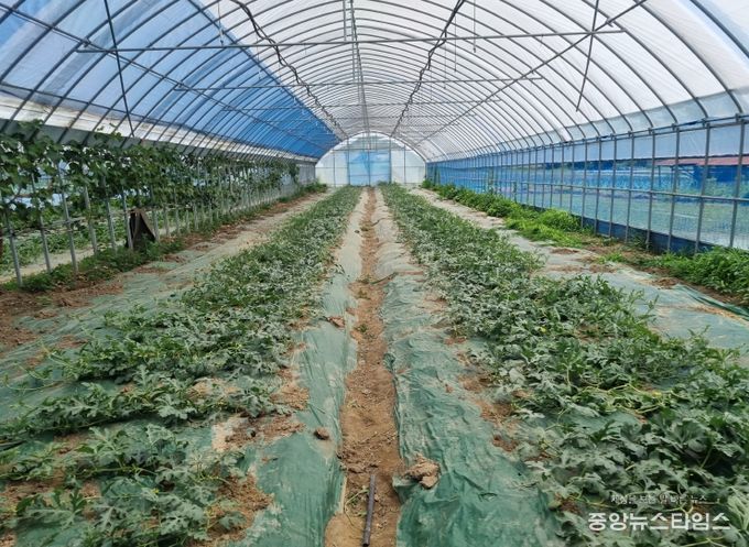 고온 피해 경감으로 농가소득 안정화 실현