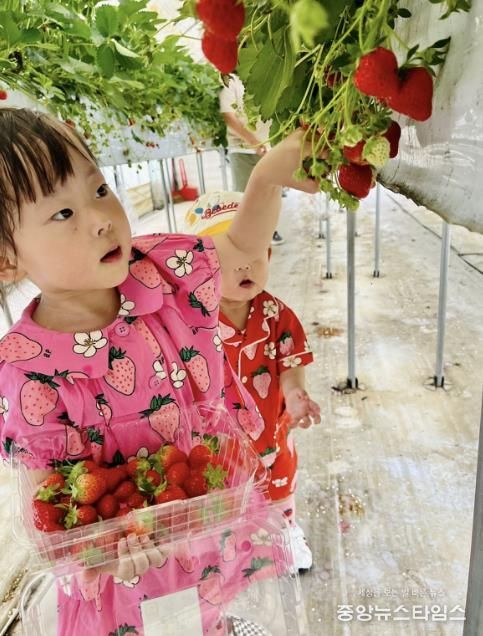 광주시, 올겨울 딸기 수확 체험 프로그램 운영