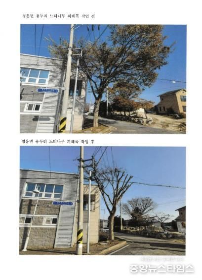 군민 생활주변 위험수목 처리 지원사업