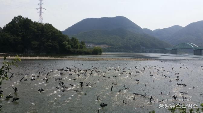 가평군, 5~6월 산란기 민물가마우지 집중 포획